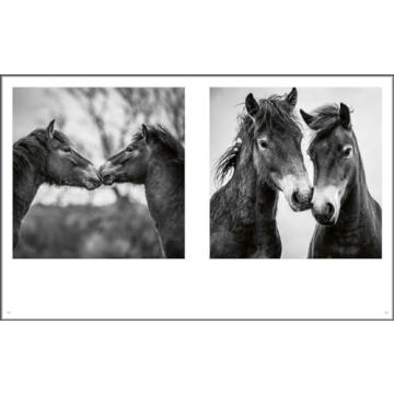 Explore Stunning Wild Horses: A Photography Treasure