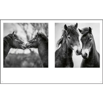 Explore Stunning Wild Horses: A Photography Treasure