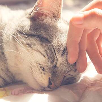 Cozy Cat House with Removable Cushion for Small Pets