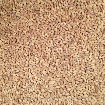 Grain Place Foods | Non-GMO Organic Hulled Barley | Made in the USA | 2 lb Bag