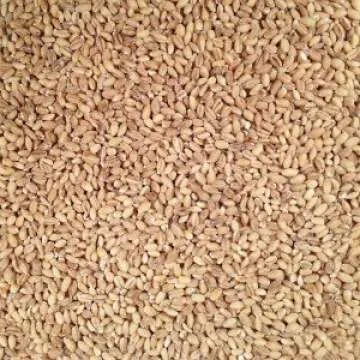 Grain Place Foods | Non-GMO Organic Hulled Barley | Made in the USA | 2 lb Bag