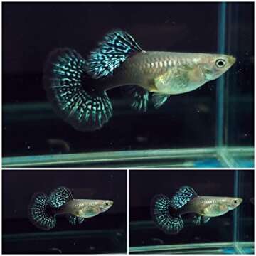 D&A Tropical Live Fish -Blue/Green Dragon Indo Mosaic Guppy Live Fish, Male and Female Guppies Live ...