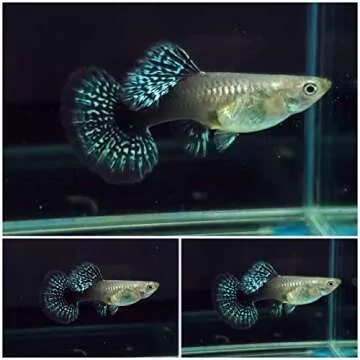 D&A Tropical Live Fish -Blue/Green Dragon Indo Mosaic Guppy Live Fish, Male and Female Guppies Live ...