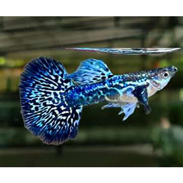 D&A Tropical Live Fish -Blue/Green Dragon Indo Mosaic Guppy Live Fish, Male and Female Guppies Live Fish for Aquarium, Live Fish Freshwater (1 Trio(1 Male,2 Female))
