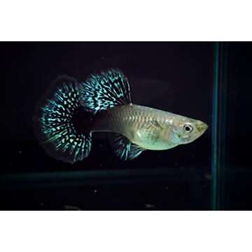 D&A Tropical Live Fish -Blue/Green Dragon Indo Mosaic Guppy Live Fish, Male and Female Guppies Live Fish for Aquarium, Live Fish Freshwater (1 Trio(1 Male,2 Female))