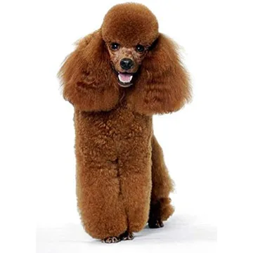 Pet Hair Remover Mitt - Grooming Glove for Cats and Dogs