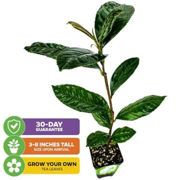 Tea Plant (Green Tea) Live Plant - Camellia sinensis - Wellspring Gardens Starter Plant for Your Ind...