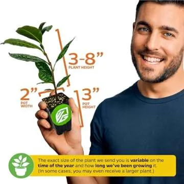 Tea Plant (Green Tea) Live Plant - Camellia sinensis - Wellspring Gardens Starter Plant for Your Indoor or Outdoor Garden