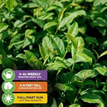 Tea Plant (Green Tea) Live Plant - Camellia sinensis - Wellspring Gardens Starter Plant for Your Indoor or Outdoor Garden
