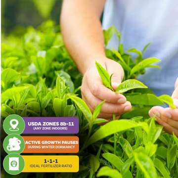 Tea Plant (Green Tea) Live Plant - Camellia sinensis - Wellspring Gardens Starter Plant for Your Indoor or Outdoor Garden