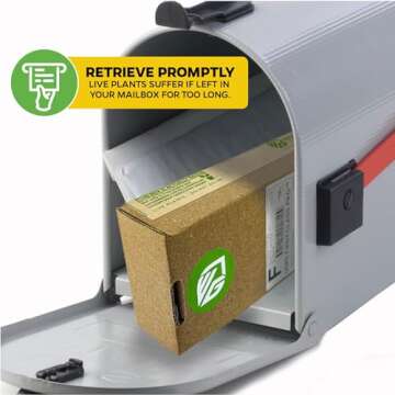 Tea Plant (Green Tea) Live Plant - Camellia sinensis - Wellspring Gardens Starter Plant for Your Indoor or Outdoor Garden