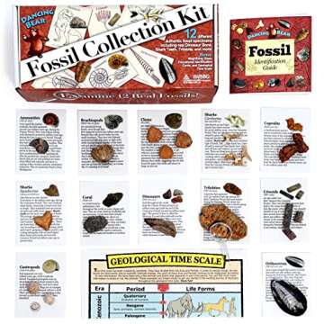 DANCING BEAR Fossil Collection Kit (12 pc Set) Fossil ID Book, STEM Science Set, Made in The USA