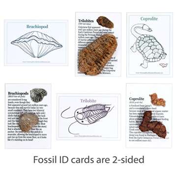 DANCING BEAR Fossil Collection Kit (12 pc Set) Fossil ID Book, STEM Science Set, Made in The USA