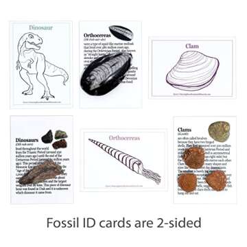 DANCING BEAR Fossil Collection Kit (12 pc Set) Fossil ID Book, STEM Science Set, Made in The USA