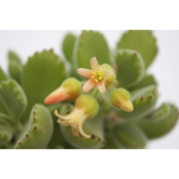 Fat Plants San Diego Succulent in 4-Inch Pots - Gift Addition