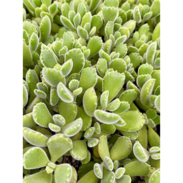 Fat Plants San Diego Succulent in 4-Inch Pots - Gift Addition