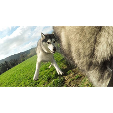 GoPro Fetch Dog Harness Adventure Camera Mount