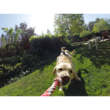GoPro Fetch Dog Harness Adventure Camera Mount