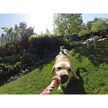 GoPro Fetch Dog Harness Adventure Camera Mount