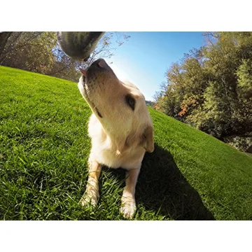 GoPro Fetch Dog Harness Adventure Camera Mount