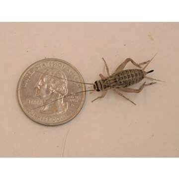 1000 Live Crickets Large 3/4" Healthy Pet Food