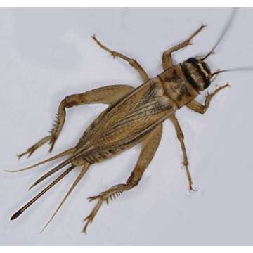 1000 Live Crickets Large 3/4" Healthy Pet Food