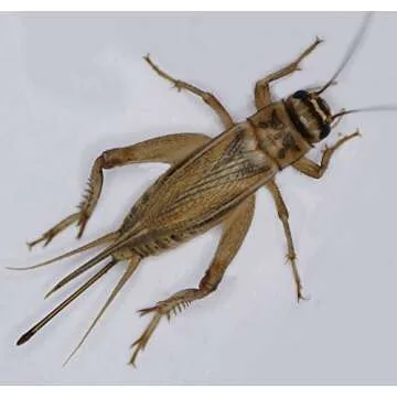 1000 Live Crickets Large 3/4" Healthy Pet Food