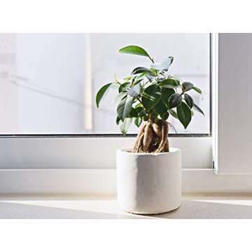 Fiddle Leaf Fig Tree Fertilizer | Ficus Plant Food | Improves Leaves and Branches | Potted Indoor Trees and House Plants Treatment by Aquatic Arts