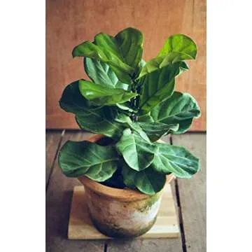 Fiddle Leaf Fig Tree Fertilizer | Ficus Plant Food | Improves Leaves and Branches | Potted Indoor Trees and House Plants Treatment by Aquatic Arts