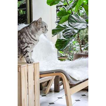 Fiddle Leaf Fig Tree Fertilizer | Ficus Plant Food | Improves Leaves and Branches | Potted Indoor Trees and House Plants Treatment by Aquatic Arts