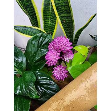 Josh's Frogs Natural-Looking Reptile Plant - Red Clover