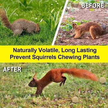 Mint Squirrel Repellent Outdoor - Natural Protection for Gardens