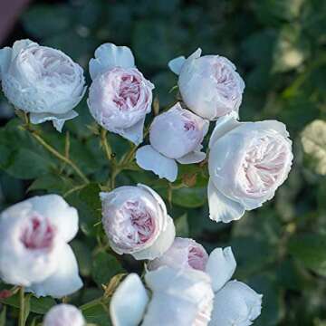 Heirloom Roses Earth Angel Rose Plant - Parfuma® Earth Angel Pink Floribunda Rose Bush, Cupped Peon...