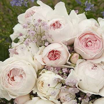 Heirloom Roses Earth Angel Rose Plant - Parfuma® Earth Angel Pink Floribunda Rose Bush, Cupped Peony Shaped Blooms