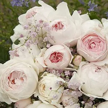Heirloom Roses Earth Angel Rose Plant - Parfuma® Earth Angel Pink Floribunda Rose Bush, Cupped Peony Shaped Blooms