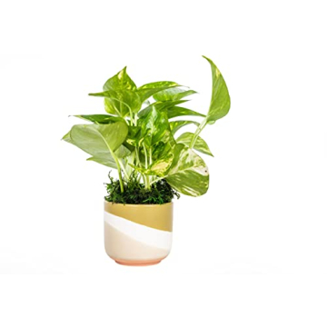 Rana Plant Co. Golden Pothos Easy Care 4" Live Plant