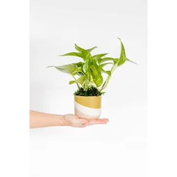Rana Plant Co. Golden Pothos Easy Care 4" Live Plant