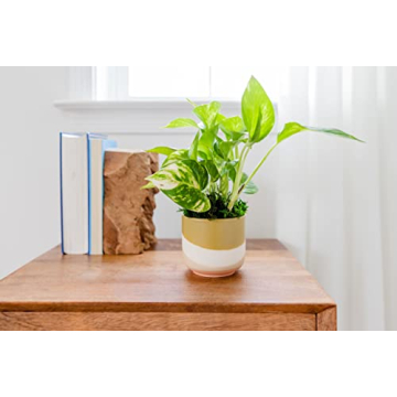 Rana Plant Co. Golden Pothos Easy Care 4" Live Plant