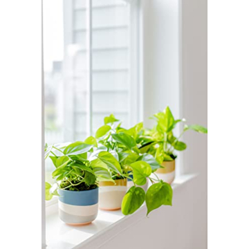 Rana Plant Co. Golden Pothos Easy Care 4" Live Plant