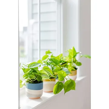 Rana Plant Co. Golden Pothos Easy Care 4" Live Plant