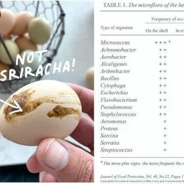 Egg Wash and Brush ，Silicone Egg Cleaning Brush for Fresh Farm Eggs, Removes Dirt and Debris from Eggshells - Ideal for Backyard Chicken Keepers and Egg Collectors (Blue,Large-XL Sized Eggs)