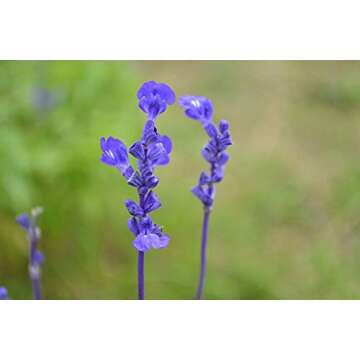 100+ Blue Bedder Sage Salvia farinacea Seeds for Vibrant Gardens