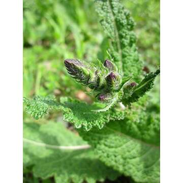 Transform Your Garden with Blue Bedder Sage Seeds