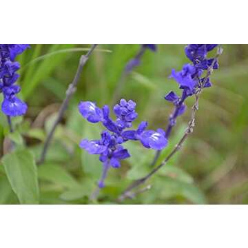 Transform Your Garden with Blue Bedder Sage Seeds