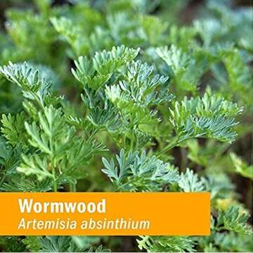 Certified Organic Wormwood Extract for Digestive Support