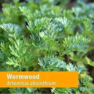 Certified Organic Wormwood Extract for Digestive Support