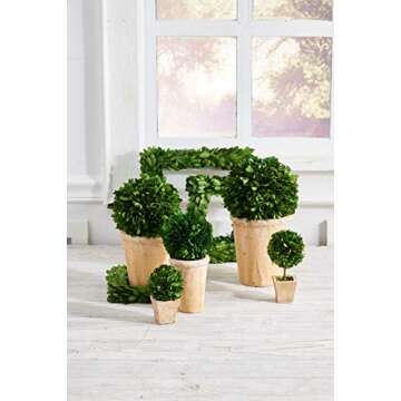 K&K Interiors 4.25 Inch Preserved Boxwood Mini Ball in Pot, Green