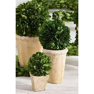 K&K Interiors 4.25 Inch Preserved Boxwood Mini Ball in Pot, Green