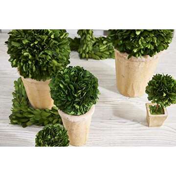 K&K Interiors 4.25 Inch Preserved Boxwood Mini Ball in Pot, Green