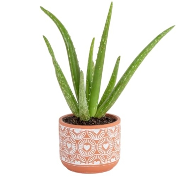 Costa Farms Aloe Vera, Easy to Grow Live Succulent Plant, Indoor Houseplant in Décor Plant Pot, Hou...